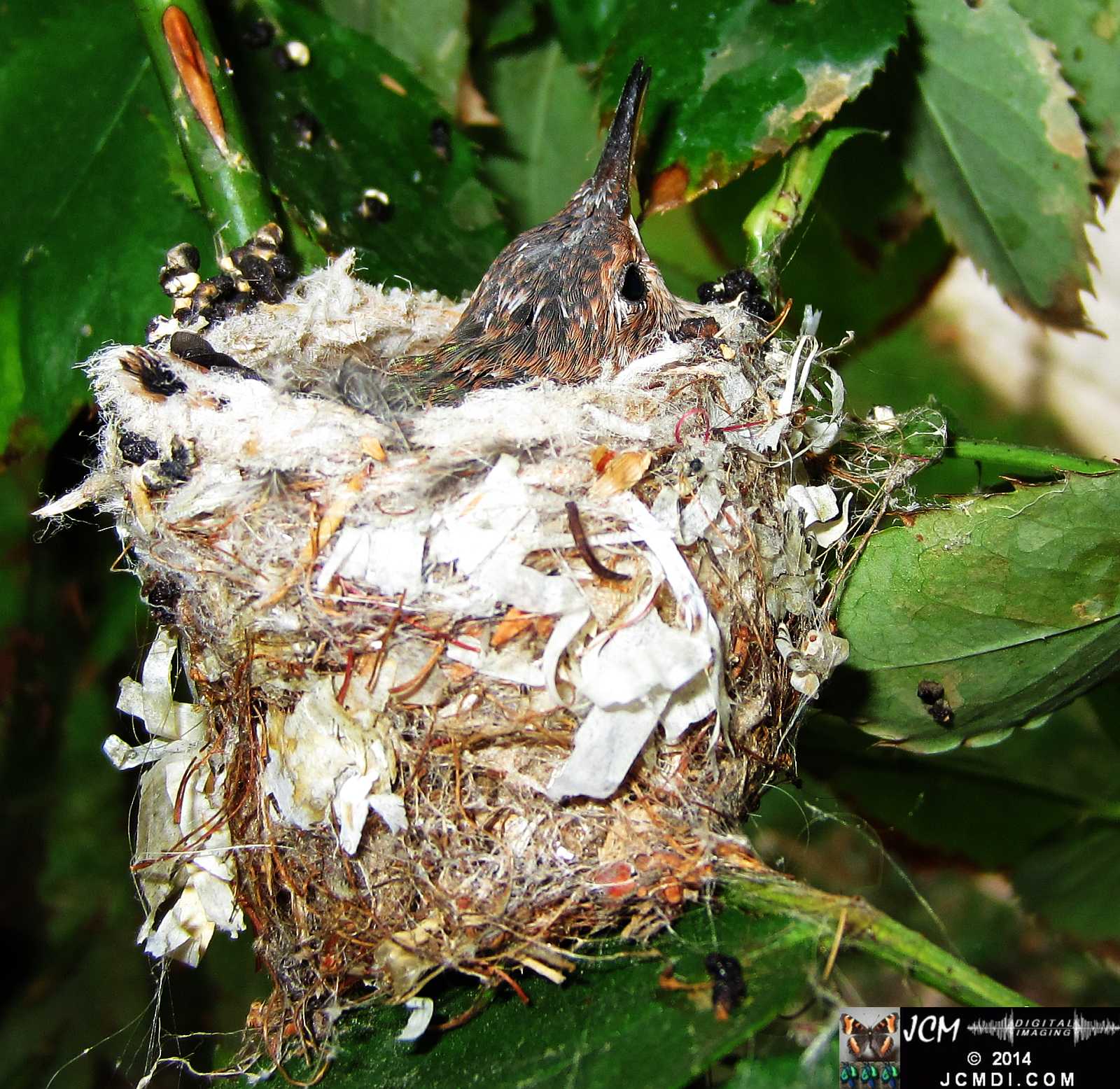 Allens Hummingbird chick and nest image 3-26-2014